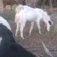 بزابستن وزاییده فروشی..