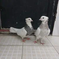 جفت طوقی هفت رنگ|پرنده|مشهد, سیلو|دیوار