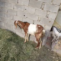 نری.رشتی کل