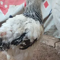 مرغ خروس برهما ماوضه با کفتر|حیوانات مزرعه|پاکدشت, پاکدشت (مامازند)|دیوار