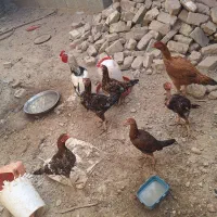 فروش ماکیان و مرغ نسل دار