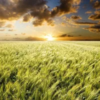 گندم بذری پیشگام  بوجاری شده سم زده کیلویی۲۴۰۰۰