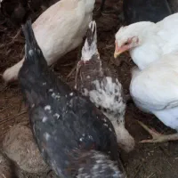 جوجه