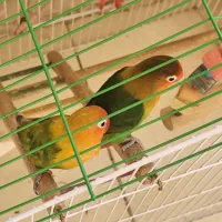 پرنده|پرنده|فولادشهر, C4|دیوار