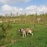 سگ سراب|سگ|رشت, آزادگان|دیوار