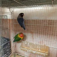 کوتوله برزیلی|پرنده|شیراز, گویم|دیوار