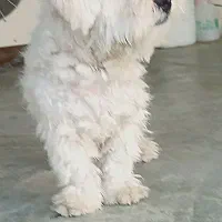 شیتزو مالتیز|سگ|مسجد سلیمان, |دیوار