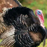 بوقلمون گوشتی برنز