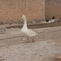 یک عدد قو غاز نر