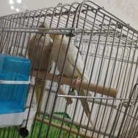 عروس هلندی|پرنده|کرج, شاهین‌ویلا|دیوار