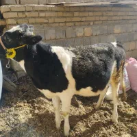 گوساله هلشتایین ماده