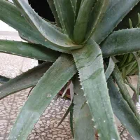 آلوئه ورا|گل و گیاه طبیعی|کاشان, فاز ۲ ناجی آباد|دیوار