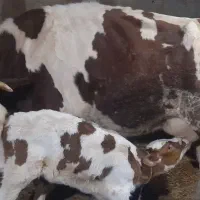 گاو با گوساله هردو اصل سیمینتال مونتی بیلیاردشرابی