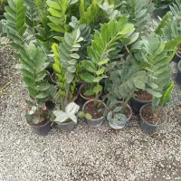 فروش گلدان عمده و تک فروشی به قیمت عمده|گل و گیاه طبیعی|کرج, ندامتگاه کرج (قزلحصار)|دیوار