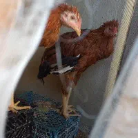 2عدد خروس محلی ۲ رگه لاری خوش استایل