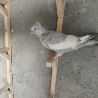 کفتر سینه ابی ماده