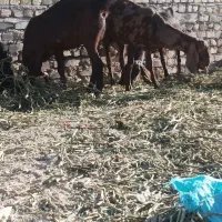 بزوبزغاله فروشی۶۵۰۰|حیوانات مزرعه|کوهسرخ, |دیوار