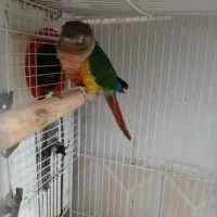 گرینچیک مولدیلوسایدردسینه سرخ ماده کارداده شش تخم