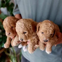 مینیاتور و توی پودل.  دوگو ارژانتینو. گلدن رتریور|سگ|شیراز, چنچنه|دیوار