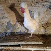 مرغ وخروس|حیوانات مزرعه|باغ بهادران, |دیوار