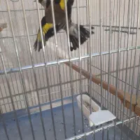 سهره تازه صاف