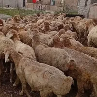 80راس بره نر جفتی حدودا 95کیلو مغانی ساری قولاخ