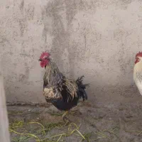 خروس|حیوانات مزرعه|الیگودرز, |دیوار