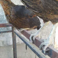 مرغ لاری افغان اصیل|حیوانات مزرعه|مشهد, امیرآباد|دیوار