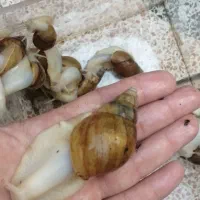 حلزون