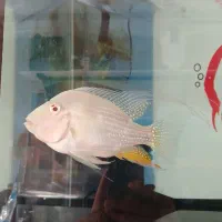 ماهی هکلی آلبینو و دیسکس آلبینو