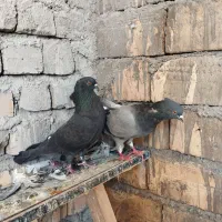 کفتر|پرنده|قم, تعویض پلاک|دیوار