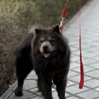 چاوچاو|سگ|اصفهان, ملک‌شهر|دیوار