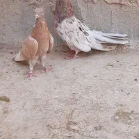 کبوتر پرشی سرور|پرنده|ابرکوه, |دیوار