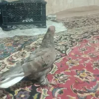 کبوتر سار دم‌سفید ماده