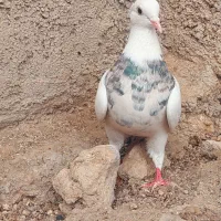 کبوتر طوقی سرور و جوجه