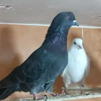 بار جدید کبوتر فیلمو ببین یه گنجه سوا سیصد