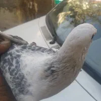 مینا شامی مگس تاختی|پرنده|زاهدان, |دیوار