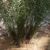 نخل سویدانی اصل|گل و گیاه طبیعی|شادگان, |دیوار