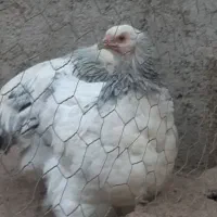 سه عدد مرغ برهما لایت