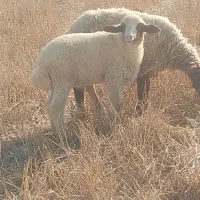 بره نر