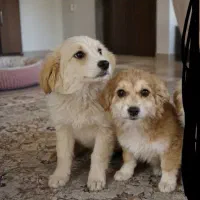 توله سگ ، کورگی ، رتریور