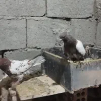 کبوتر|پرنده|هریس, |دیوار