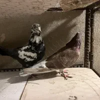 یه جفت کفتر پرشی به شرط