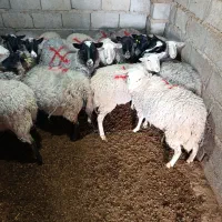 گوسفند رمانوف آبستن|حیوانات مزرعه|زرند, |دیوار