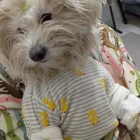 سگ شیتزو سفید|سگ|تایباد, |دیوار