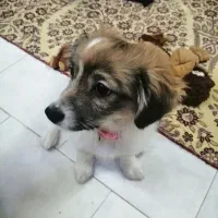 سگ ماده اشپیتز ۴ ماهه ( تیله)|سگ|رشت, ساغری سازان|دیوار