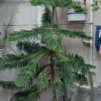 کاج مطبق 2 متری