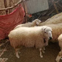 میش وقوش|حیوانات مزرعه|بردسیر, |دیوار