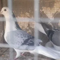 دستگردی اصل قلندری