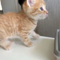 گربه بریتیش جینجر حضوری در اهواز|گربه|اهواز, زیتون کارمندی|دیوار